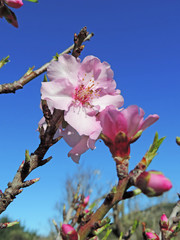 Almond tree plantation. Blossoming tree with almond flowers and blue sky.