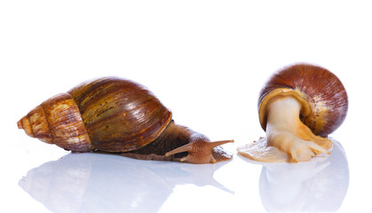 Two arden snails