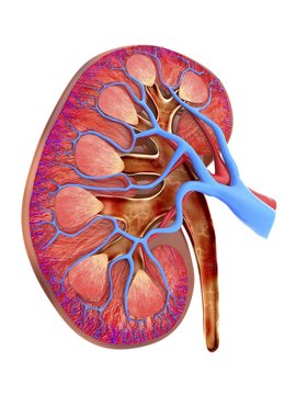 Human kidney, cut-away computer artwork
