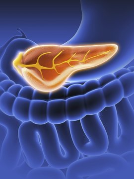 Cross section of pancreas, artwork