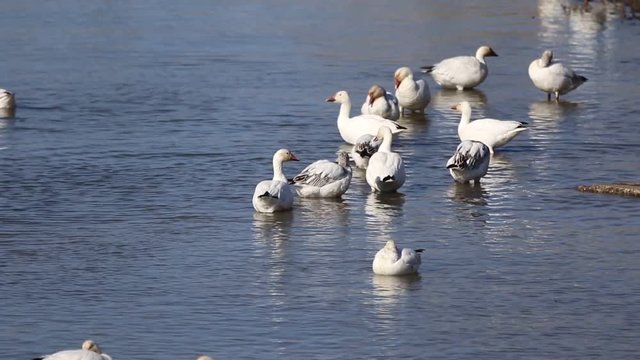 oies des neiges