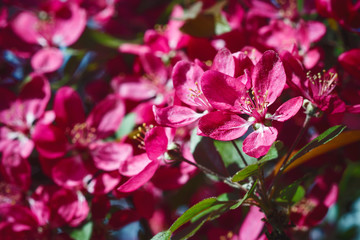 Cherry bloosom pink tree.