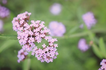 Fototapeta premium Purple flowers in nature