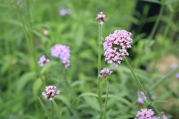 Purple flowers in nature