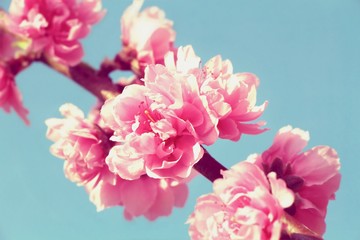 Sakura, Pink cherry Blossom ion blue sky background