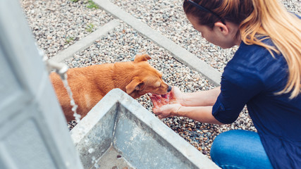 Young woman helping a thirsty dog - obrazy, fototapety, plakaty