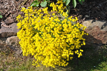 Gelber als die Sonne