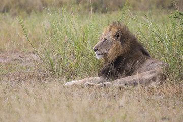 Injured old lion male lying in the grass and lick his wounds