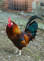 free-range rooster in the farm...