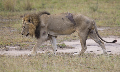 Injured old lion male lying in the grass and lick his wounds