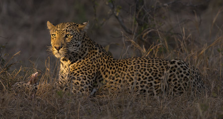 Leopard lay down in darkness to rest and relax