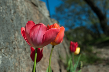 particular of pink and  red tulips