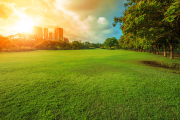 beautiful morning light in public park with green grass field an - obrazy, fototapety, plakaty