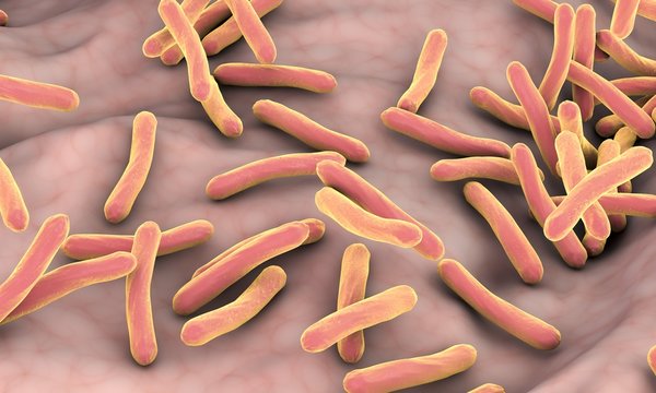 Tuberculosis Bacteria, Illustration