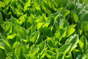 Beautiful Green Leaves spring, Host green leaves