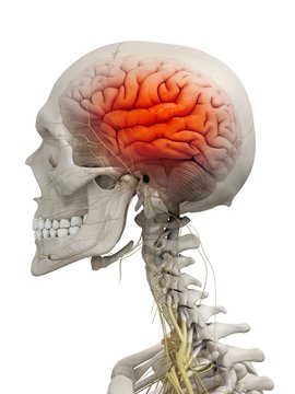 Human brain in the skull against white background