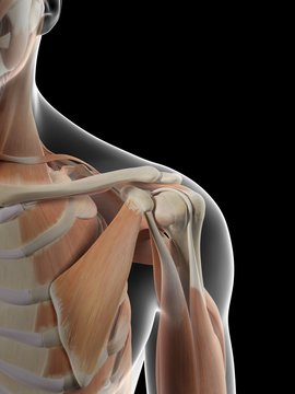 Human shoulder muscles, artwork