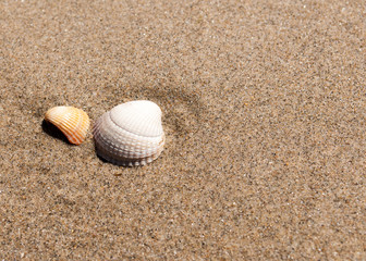 background image of 2 small shells in sand on the beach
