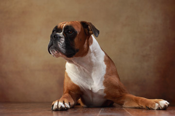 Amerikanischer Boxer