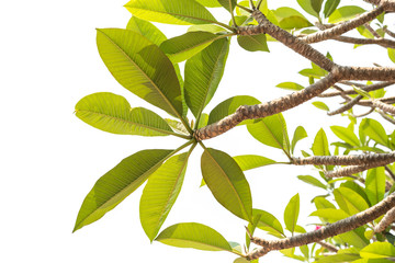 Tree of Frangipani flower isolated on white