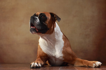 Amerikanischer Boxer