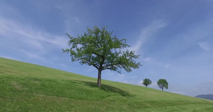 landscape tree