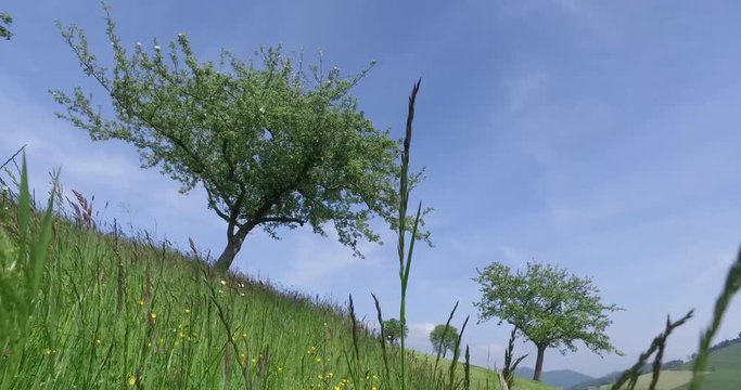 windy tree