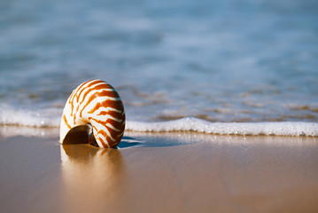 Fototapeta na wymiar seashell on sea beach, Agadir ,Marocco