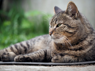 Big, happy cat lying on the ground, among the green grass. Luxury cat, striped, smooth-haired. Beautiful cat resting 