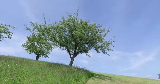 windy trees
