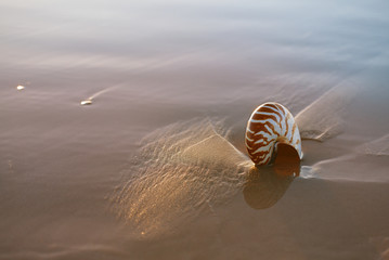 seashell nautilus on sea beach under sunset sun light