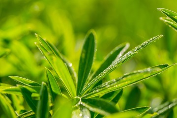 Lupinus leaves growing in nature