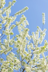 Nature in spring. Tree with fresh leaves and blue sky. Vibrant colorful nature detail. Concept of springtime, growth and vitality.