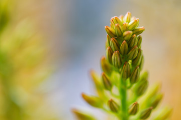 close up of eremurus foxtail lily or flower