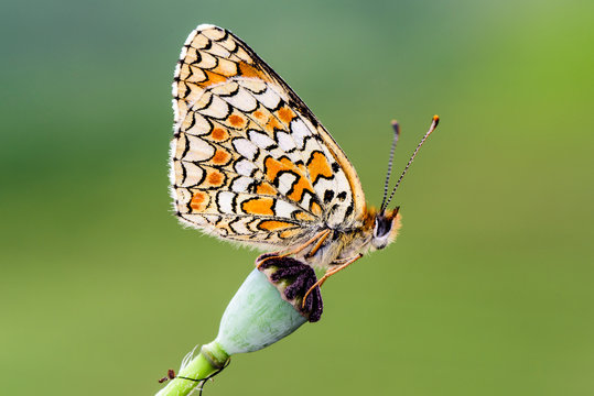 farfalla, Melitaea