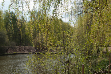 Fototapeta na wymiar Landscape with a pond