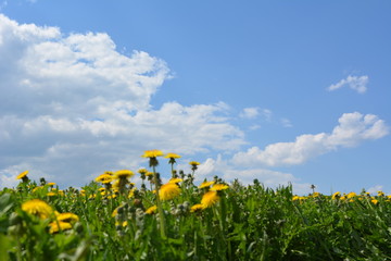 Цветы одуванчиков и голубое небо с облаками