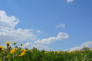 Цветы одуванчиков и голубое небо с облаками
