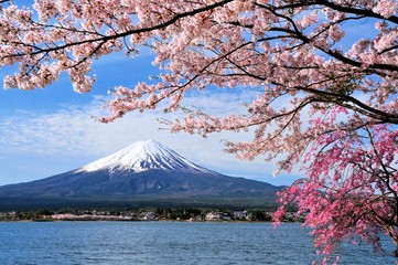 富士山と桜