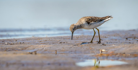 ein Bruchwasserläufer bei der Futtersuche an einem flachen See
