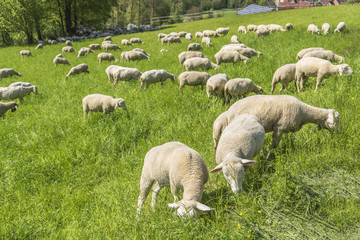 Obraz premium sheep at spring time