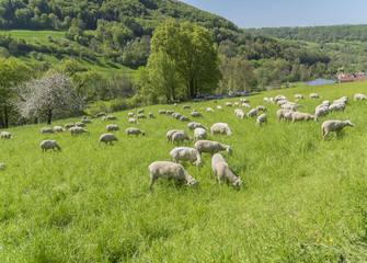Fototapeta premium sheep at spring time