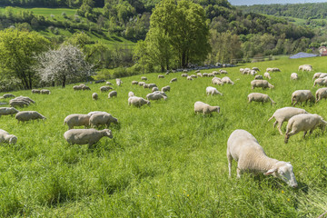 Obraz premium sheep at spring time
