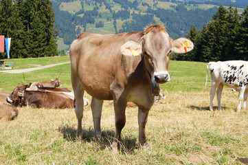 Kuh in den Alpen