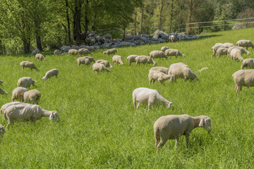 Obraz premium sheep at spring time