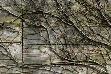 ramification de plante sur un mur de de vielles planches