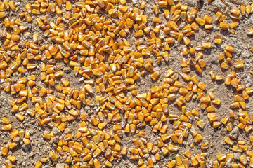 Corn beans on the ground