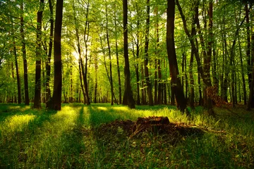 Gardinen Wälder Schöne Aussicht auf den Sonnenuntergang im Wald  © aboutfoto