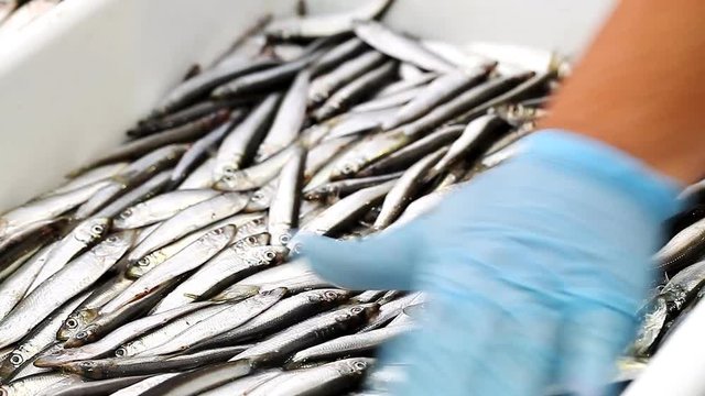 Many fresh anchovy  in the supermarket  /  Many fresh sardines in the container in the supermarket