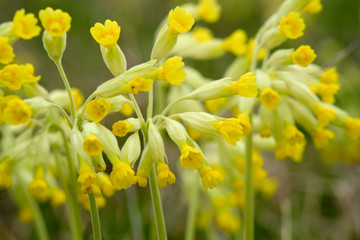 Field of yellow Cowslip flowers or Primula veris. Shallow depth of field.